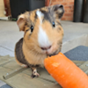 Meet your Posher, Carolyn